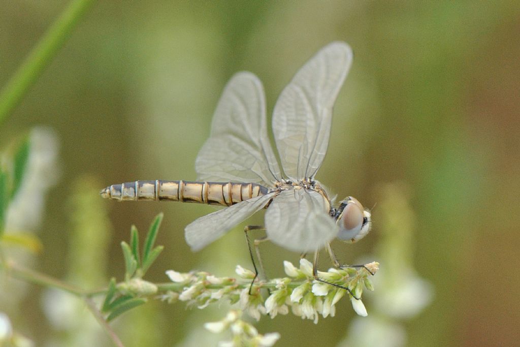 SELYSIOTHEMIS NIGRA: PRIMA SEGNALAZIONE IN PIEMONTE!!!